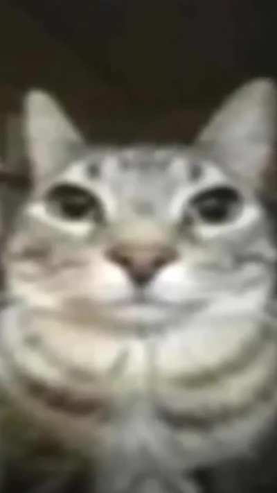 Losercity Catto 