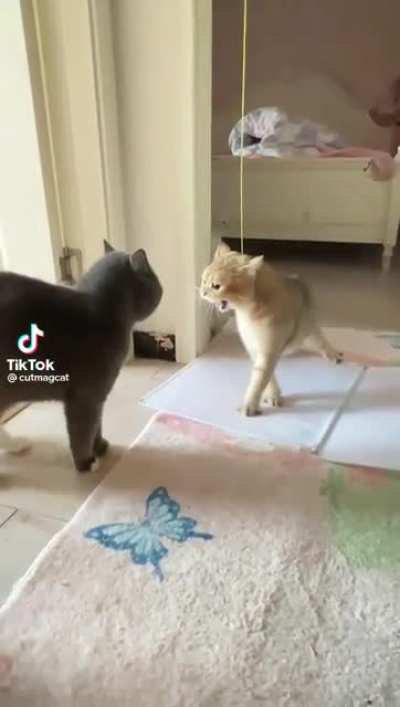 Ever been so angry you just fall over?