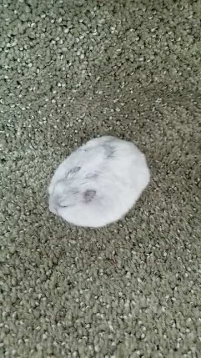 surprise tiny unit