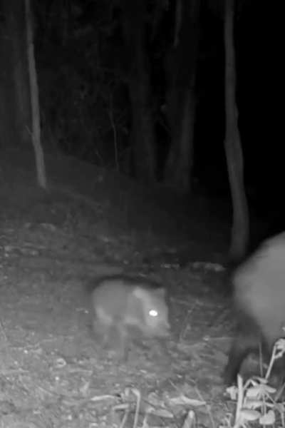 just mama pig, baby pig and their flying frog friend