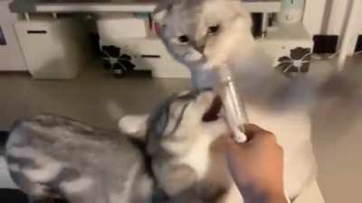 Horny cat