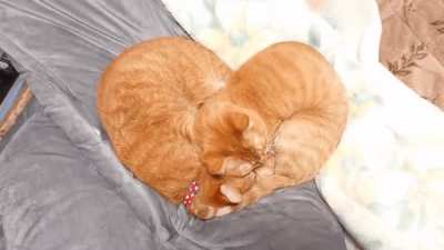 These cats sleeping in the shape of a perfect heart