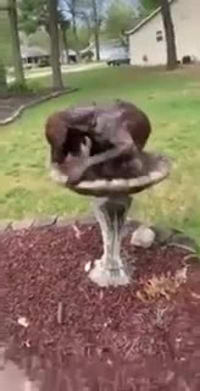 Wondering what kind of bird this is.