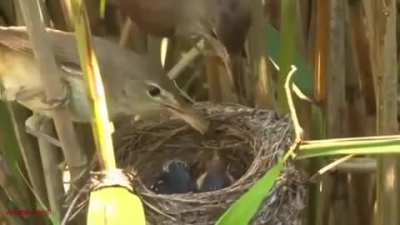 Cuckoo chicks hatch before their host's chicks and eject the eggs in order to monopolize the food.