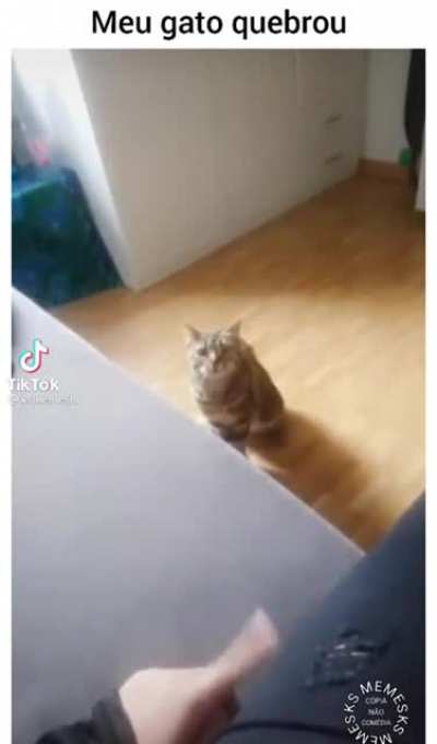 O gato bugo k