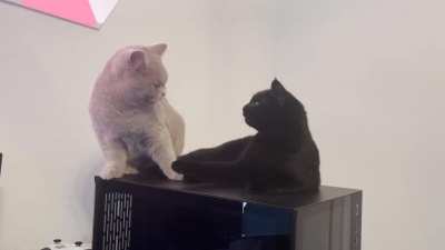 Two cats are better than one. but who gets to sit there now ?
