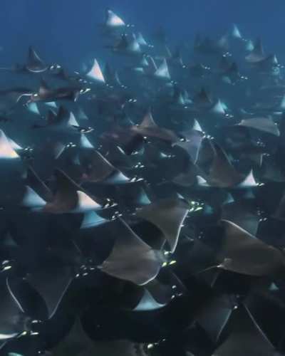 Mobula 