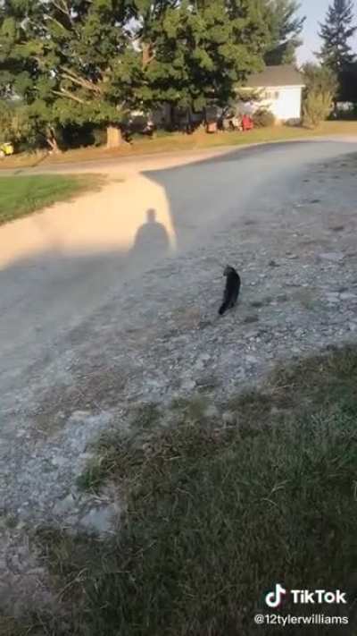 Big startle