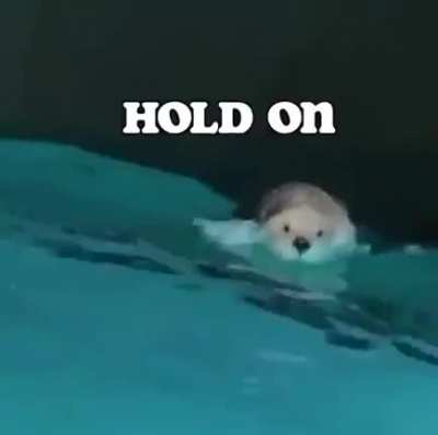 Otters are fun