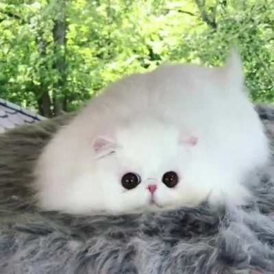 Marshmallow