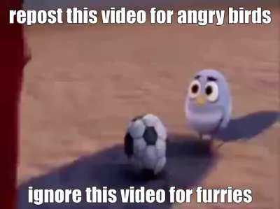 bird