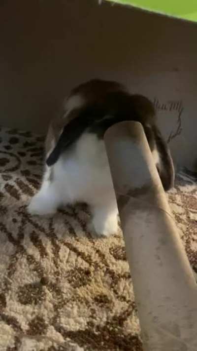 A quick demo on how to defeat a paper towel roll core.