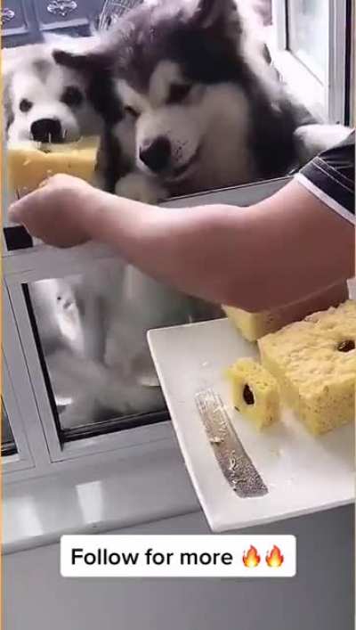 Cute Dogs