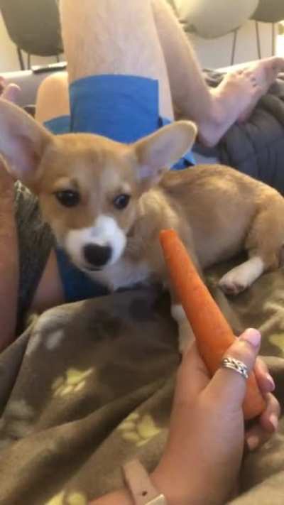 Corgi or Bunny?