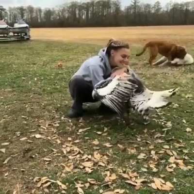 Who knew turkeys gave such great hugs?