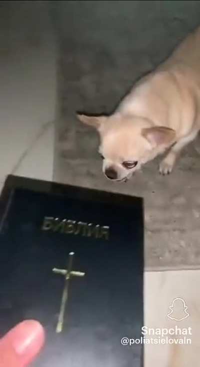 Demon Dog 