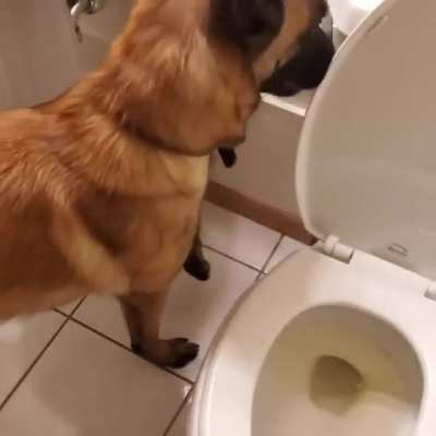 Идеал<wbr>ьный собакен