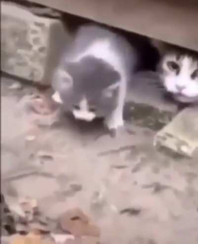 Stop attacking immediately!
