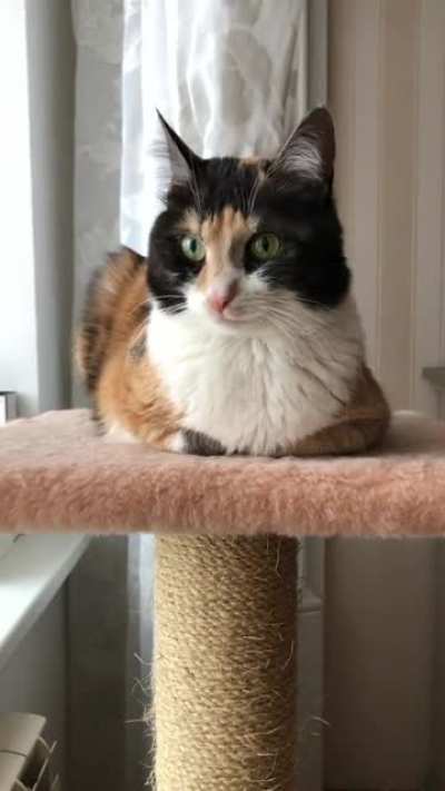 Loafy vibe
