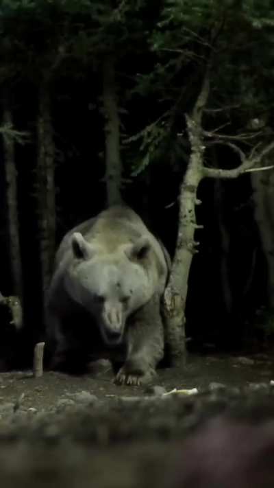 of a grizzly bear that's scared of lightning and thunder. 