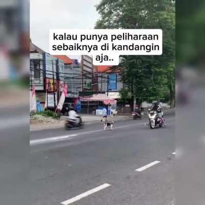 Anjing