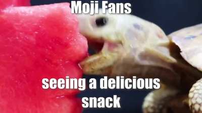Fans Explaining - Part II: Flank Edition