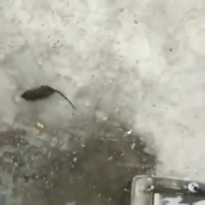 Solution to the rat problem