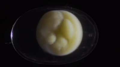 Timelapse of a salamander growing from a single cell, into a complete living organism in around three weeks - Excellent Closeup Camerawork Showing Full Detail