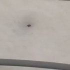 Ducks on a cold glass roof.