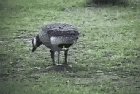 Its a bird, its a..