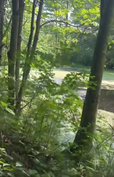 Thought you would enjoy this pretty well cut scream