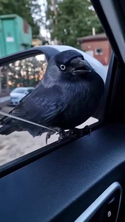 Birds like 
