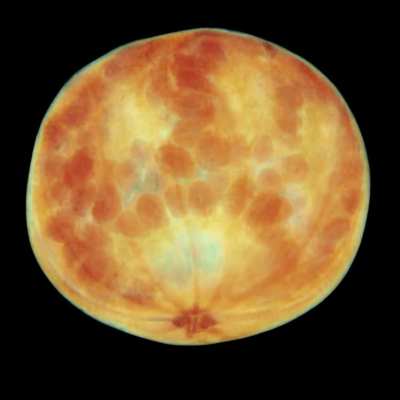 We CT scanned a pomegranate.