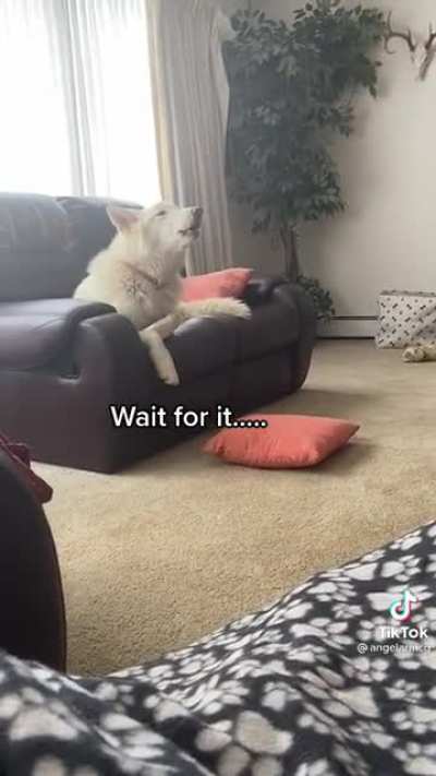 Don't do it Bow