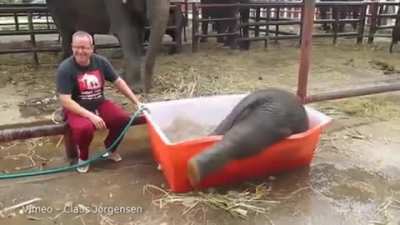 Bath time for the baby elephant