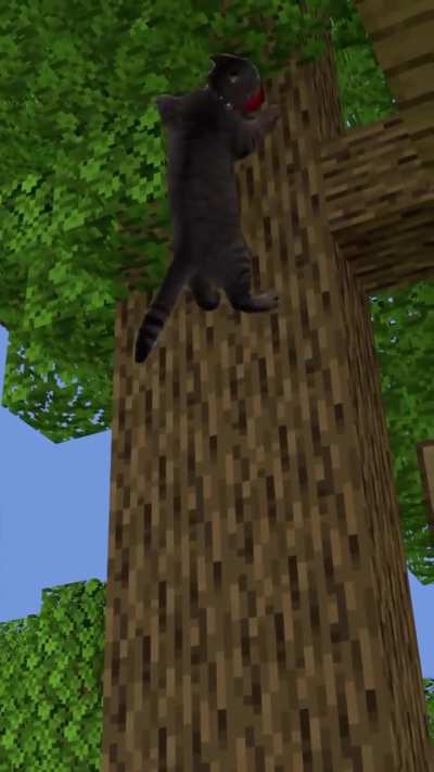 climbing cat :)