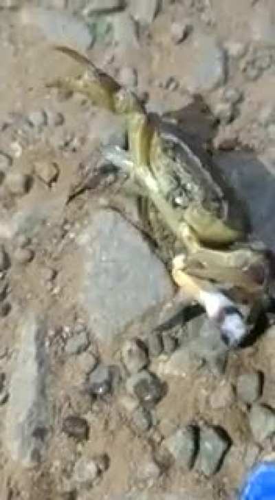 Smoking crab