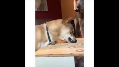 Doggo