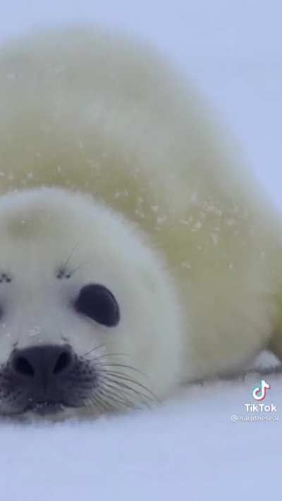 Baby seal, big scream