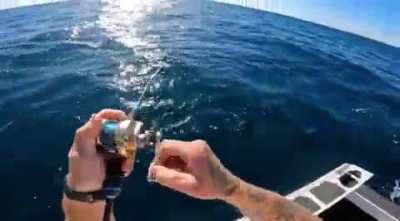 Nice fish