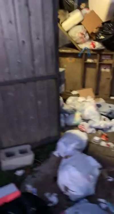This morning I saw a raccoon while taking the trash to the bin