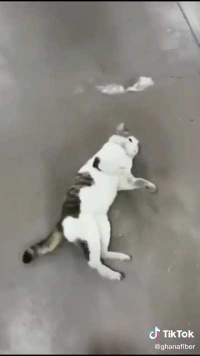 Cat running an insurance scam.