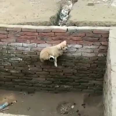 An animal escaping prison