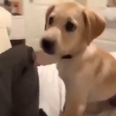 What da dog doin?
