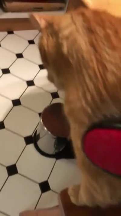 Findus likes to be brushed (German)