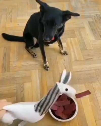 This dog is too impressionable))