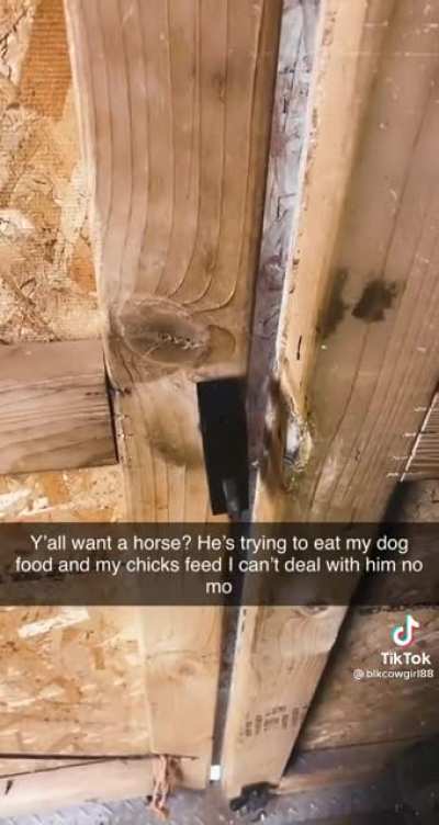 RIP Horse