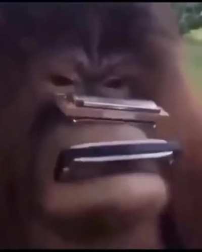 monkey