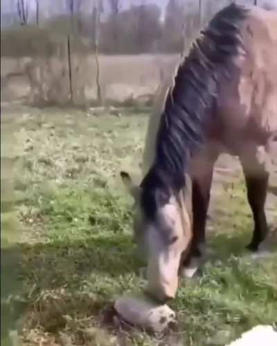 Fearless horse
