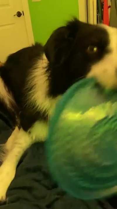 I think my dog is broken...